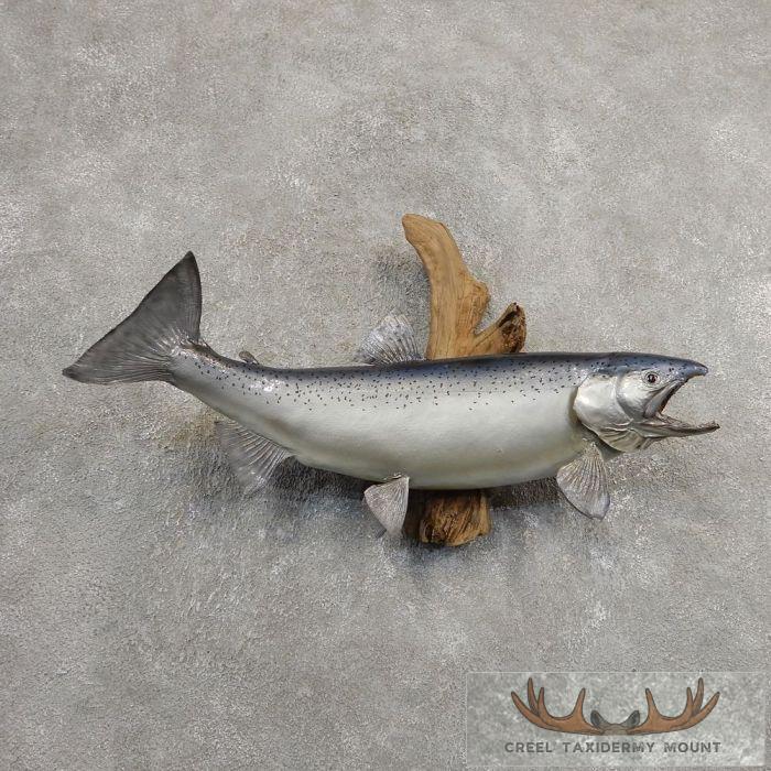Atlantic Salmon Fish Mount Taxidermy