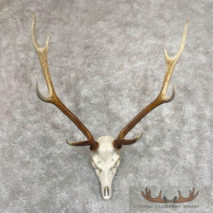 Axis Deer Skull & Antler European Mount For Sale