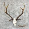Axis Deer Skull & Antler European Mount For Sale