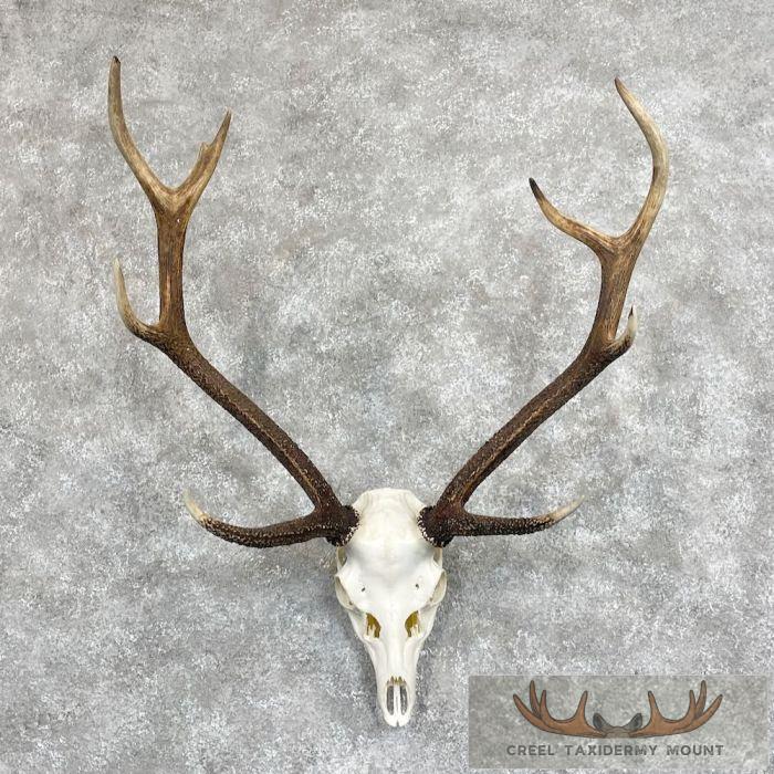 Axis Deer Skull & Antler European Mount For Sale