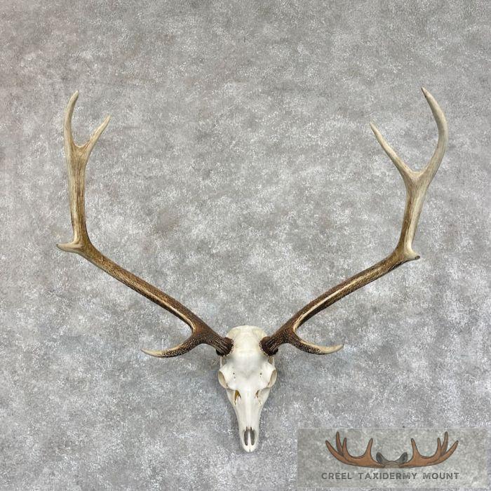 Axis Deer Skull & Antler European Mount For Sale