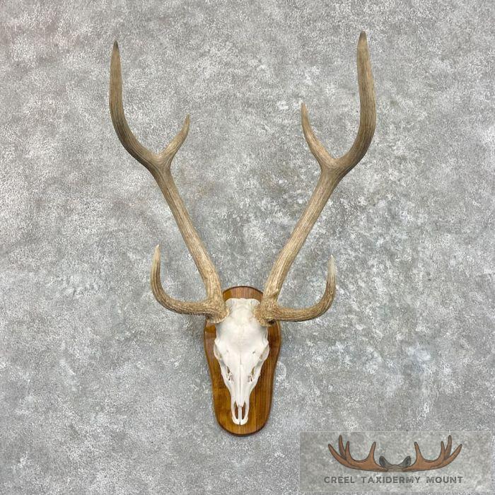 Axis Deer Skull Taxidermy Plaque Mount For Sale