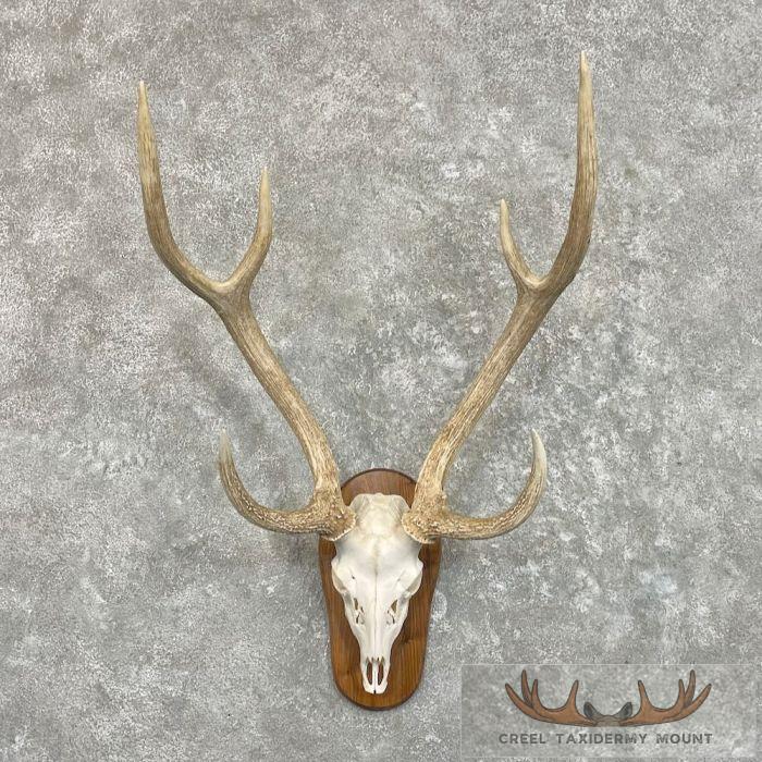 Axis Deer Skull Taxidermy Plaque Mount For Sale