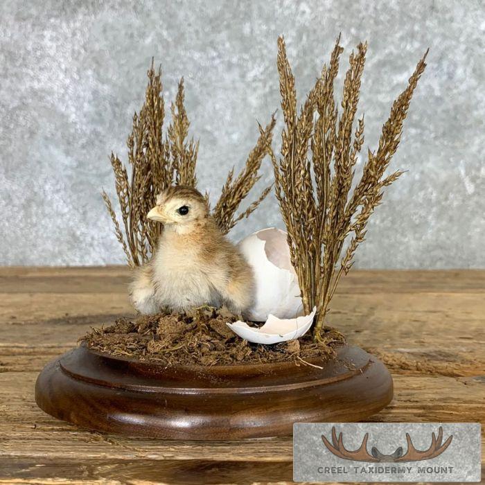 Baby Chicken Taxidermy Mount For Sale