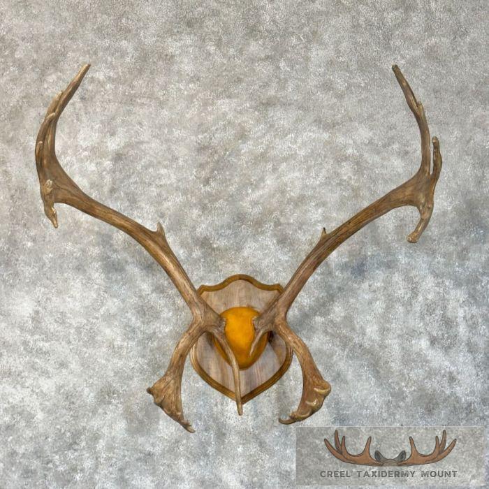 Barren-Ground Caribou Taxidermy Plaque Mount For Sale