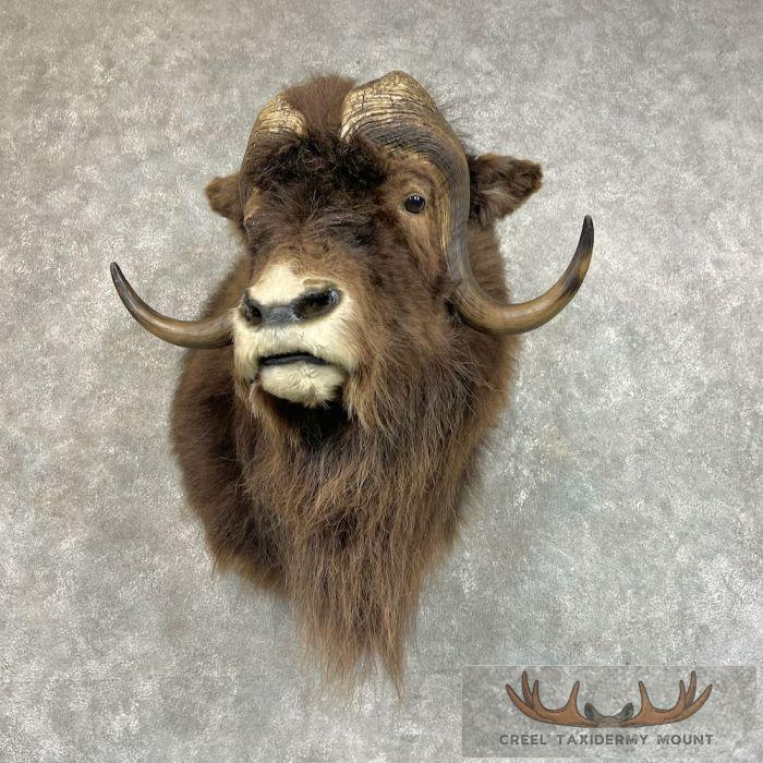 Greenland Muskox Taxidermy Shoulder Mount For Sale