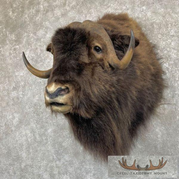 Barren Ground Muskox Taxidermy Shoulder Mount For Sale