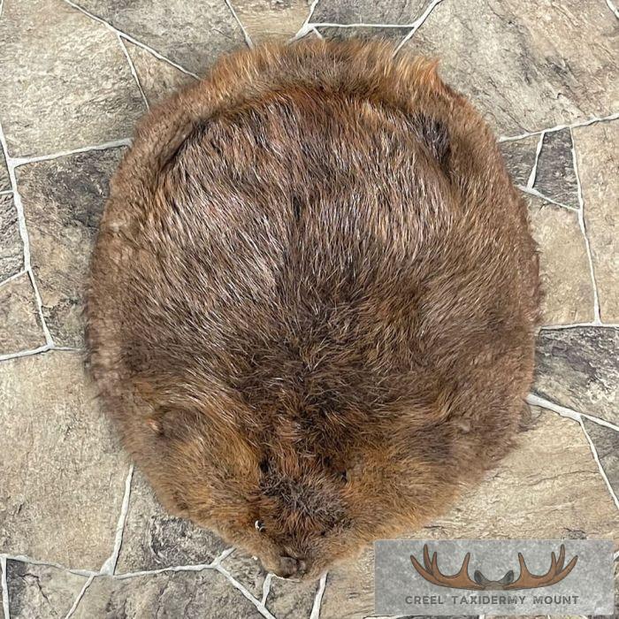 Beaver Tanned Pelt Taxidermy For Sale