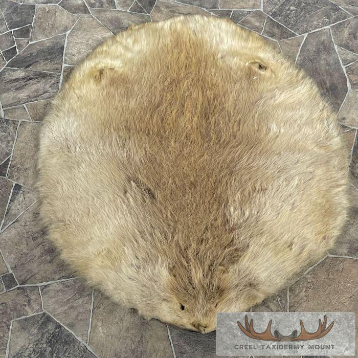 Beaver Tanned Pelt Taxidermy For Sale