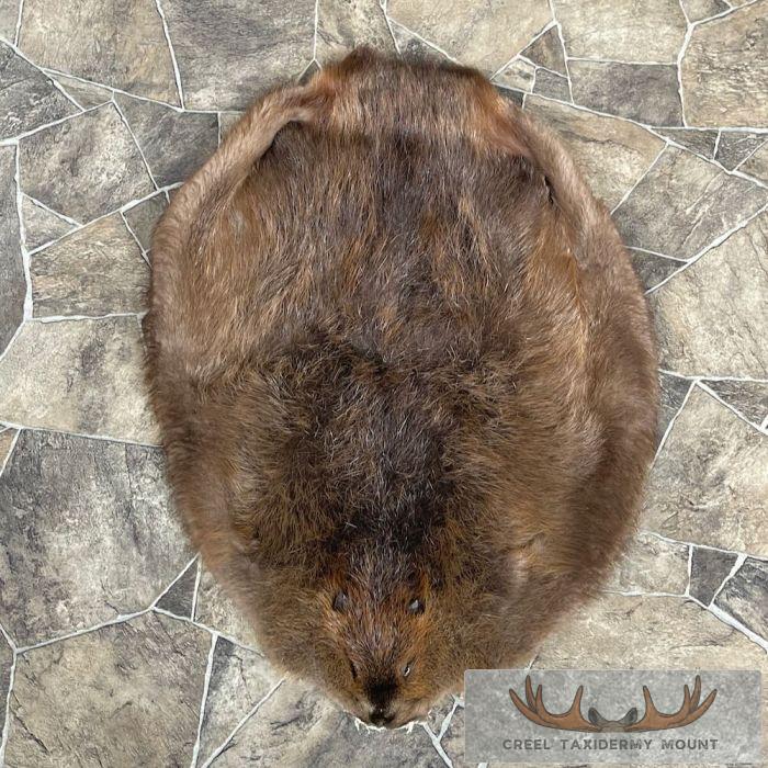 Beaver Tanned Pelt Taxidermy For Sale