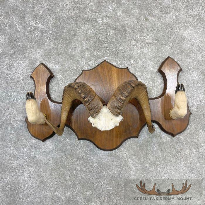 Bighorn Sheep Taxidermy Display Mount For Sale
