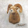 Bighorn Sheep Ram Head Taxidermy Shoulder Mount For Sale