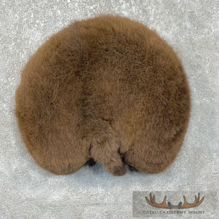 Bison Rump Taxidermy Mount For Sale