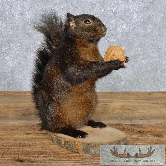 Black Squirrel Taxidermy Mount Taxidermy