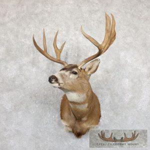 Columbian Blacktail Deer Shoulder Taxidermy Mount Taxidermy