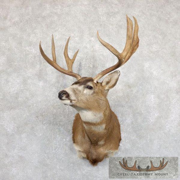 Columbian Blacktail Deer Shoulder Taxidermy Mount For Sale