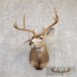 Columbian Blacktail Deer Shoulder Taxidermy Mount Taxidermy