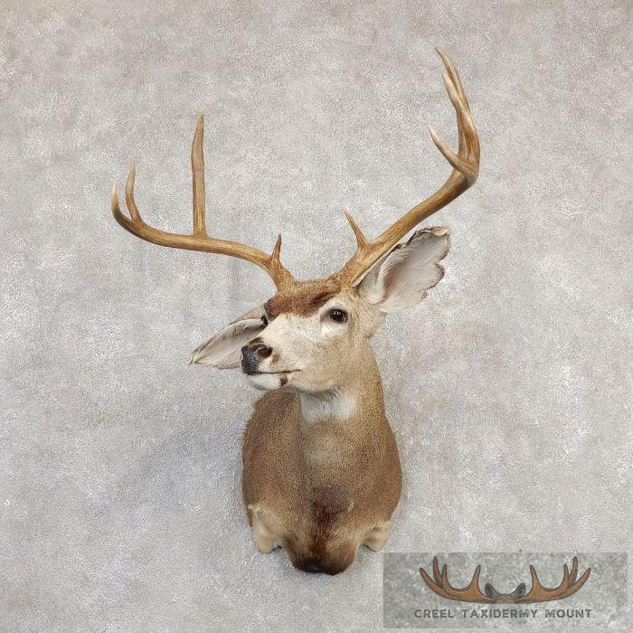 Columbian Blacktail Deer Shoulder Taxidermy Mount For Sale