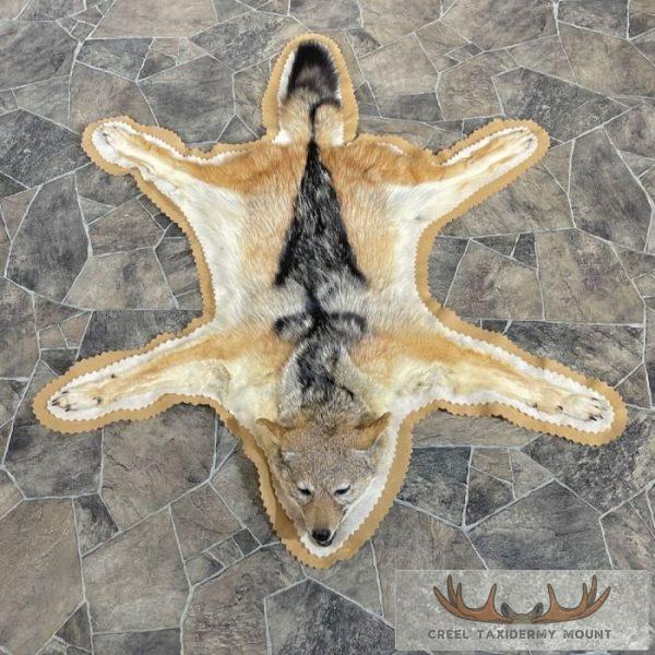 Black-backed Jackal Full-Size Taxidermy Rug For Sale