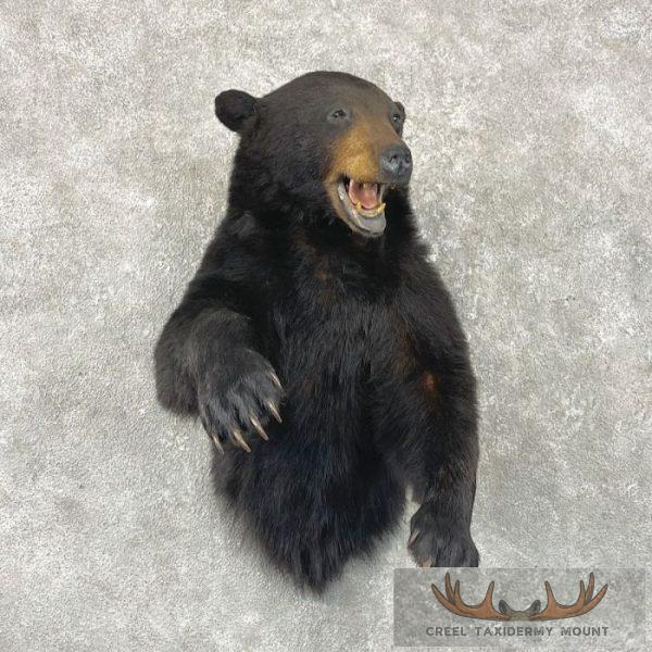 Black Bear 1/2-Life-Size Taxidermy Mount For Sale