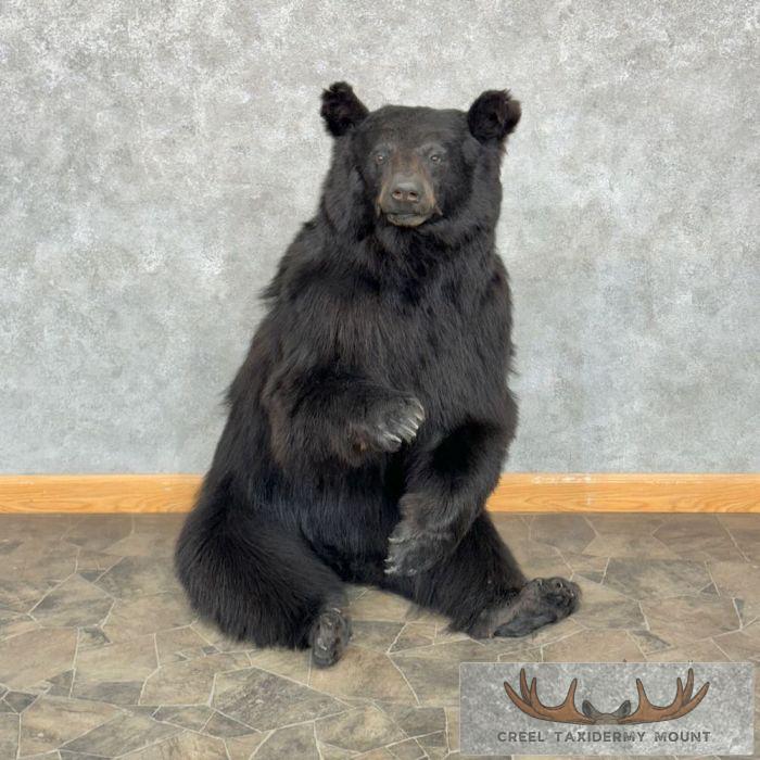 Black Bear Life-Size Taxidermy Mount For Sale