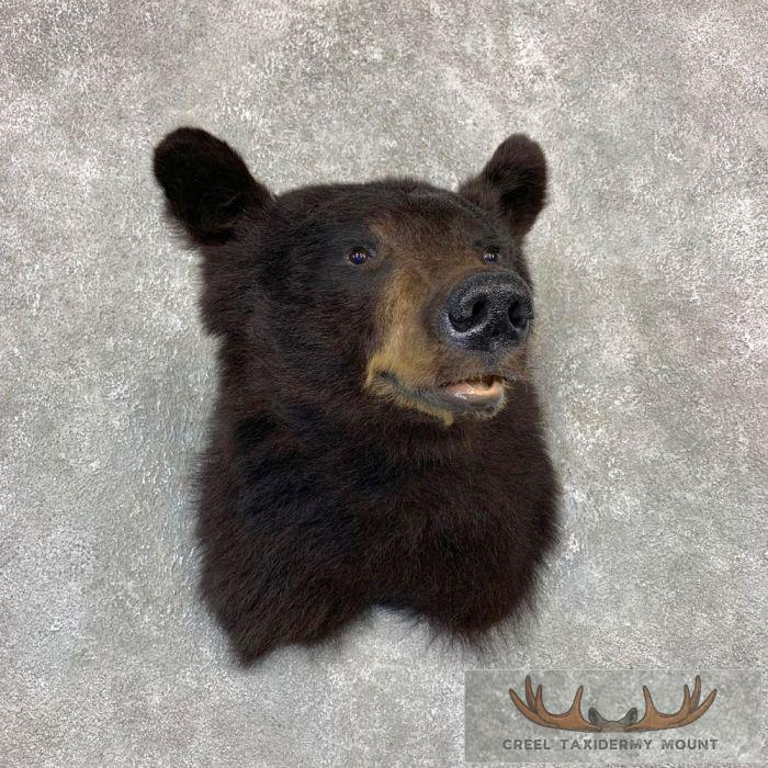 Black Bear Taxidermy Shoulder Mount For Sale