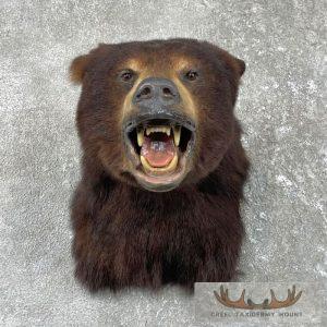 Chocolate Black Bear Taxidermy Shoulder Mount Taxidermy