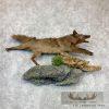Black Coyote Life-Size Taxidermy Mount For Sale
