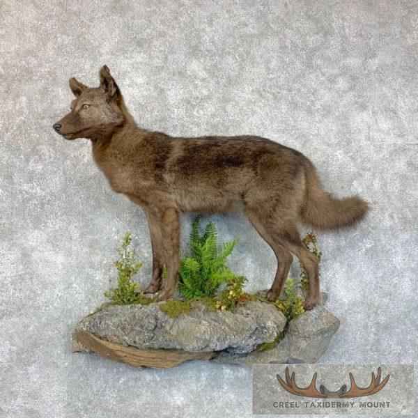 Black Coyote Life-Size Taxidermy Mount For Sale