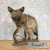 Black Coyote Life-Size Taxidermy Mount For Sale