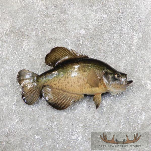 11" Black Crappie Fish Mount For Sale