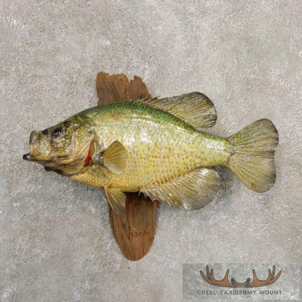 11" Black Crappie Fish Mount For Sale