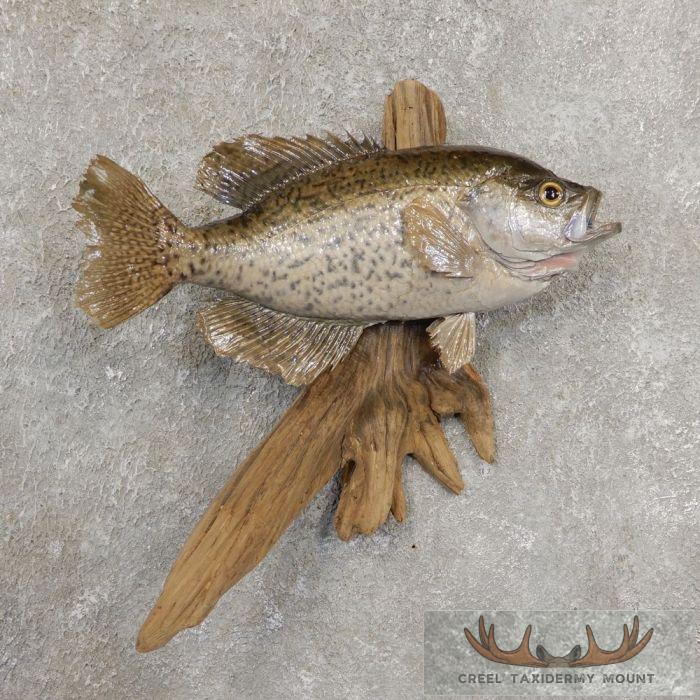 12.5" Black Crappie Taxidermy Fish Mount For Sale