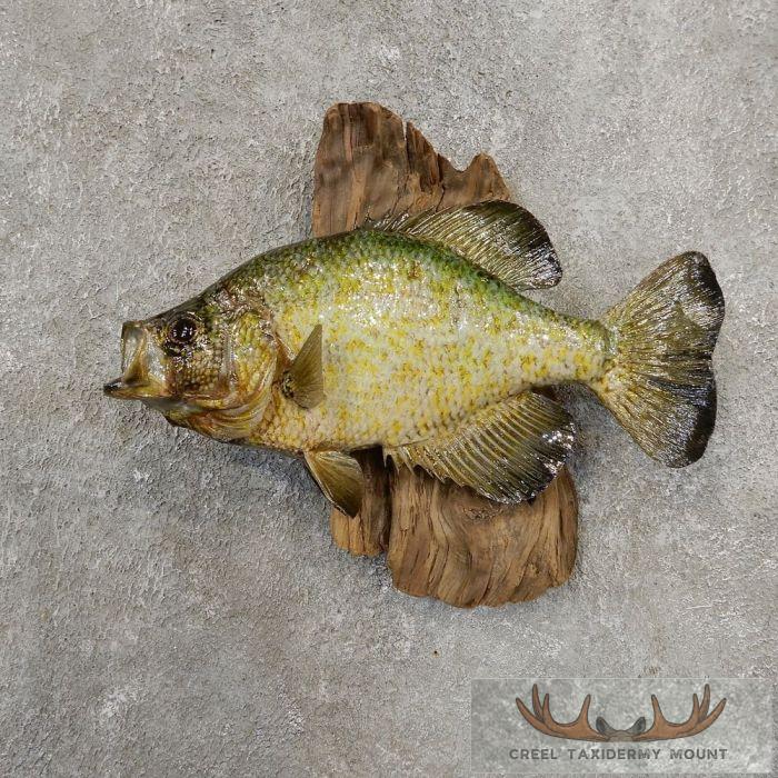 Black Crappie Taxidermy Fish Mount For Sale