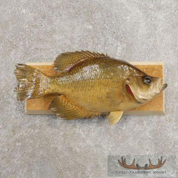 Black Crappie Taxidermy Fish Mount For Sale
