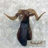 Black Hawaiian Ram Taxidermy Shoulder Mount For Sale