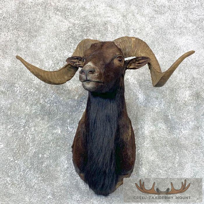 Black Hawaiian Ram Taxidermy Shoulder Mount For Sale