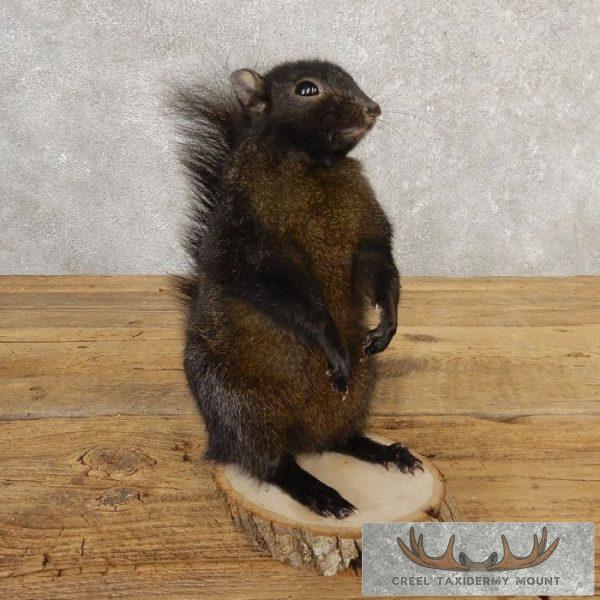 Black Squirrel Taxidermy Mount For Sale