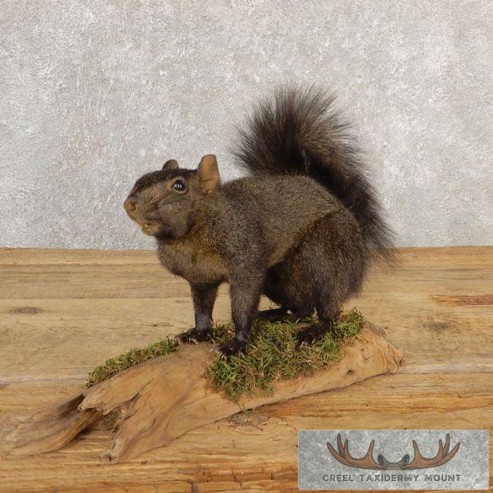 Black Squirrel Taxidermy Mount For Sale