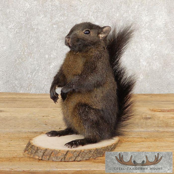 Black Squirrel Taxidermy Mount For Sale