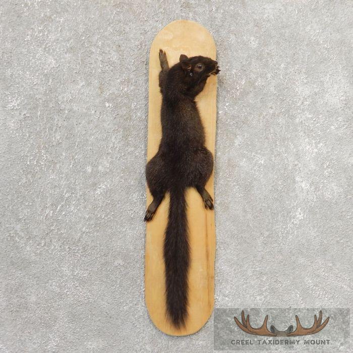 Black Squirrel Taxidermy Mount For Sale