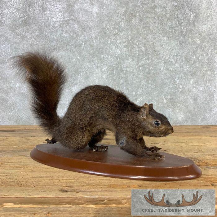Black Squirrel Taxidermy Mount For Sale