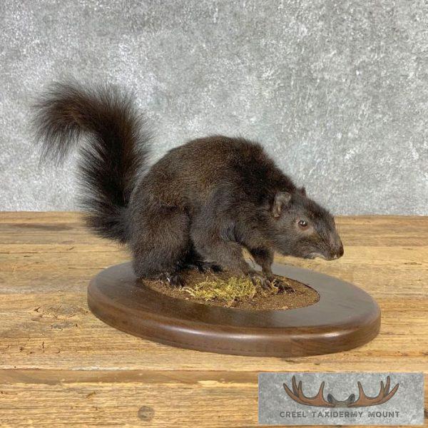 Black Squirrel Taxidermy Mount For Sale