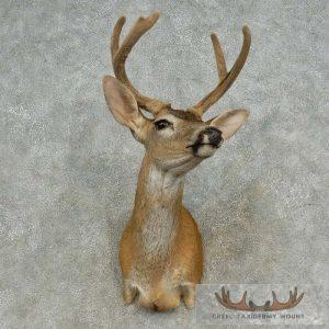 Columbian Blacktail Deer Shoulder Taxidermy Mount Taxidermy