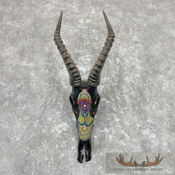 Blesbok Painted Skull With Horns Taxidermy For Sale