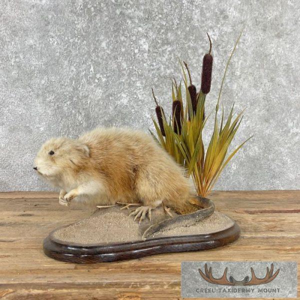 Blonde Muskrat Life-Size Mount For Sale