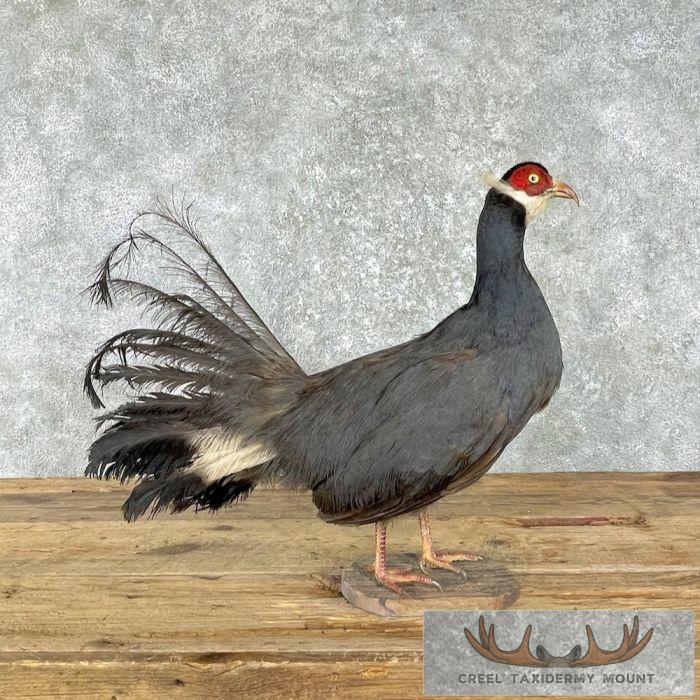 Blue-Eared Pheasant Taxidermy Bird Mount For Sale