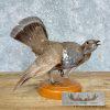 Blue Grouse Taxidermy Bird Mount For Sale