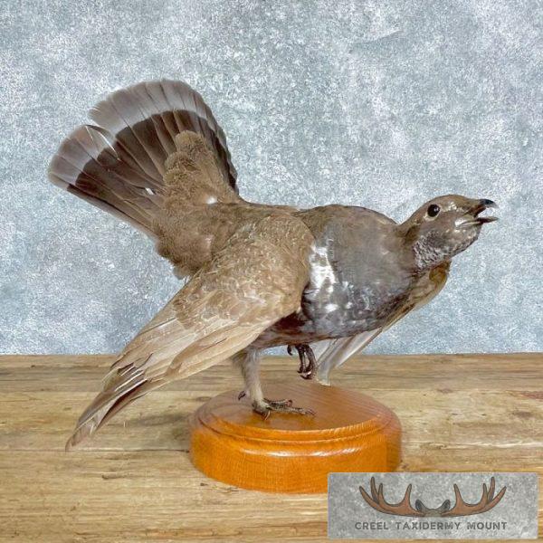 Blue Grouse Taxidermy Bird Mount For Sale