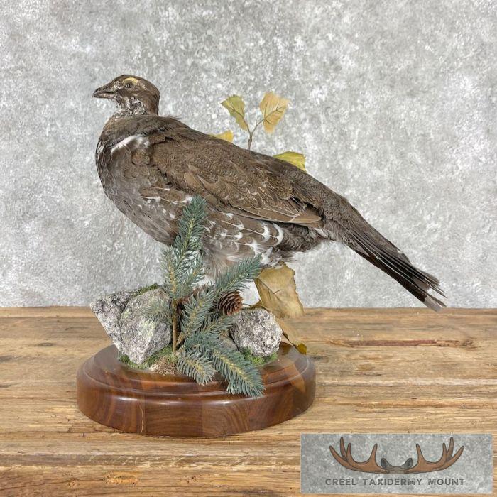 Blue Grouse Taxidermy Bird Mount For Sale